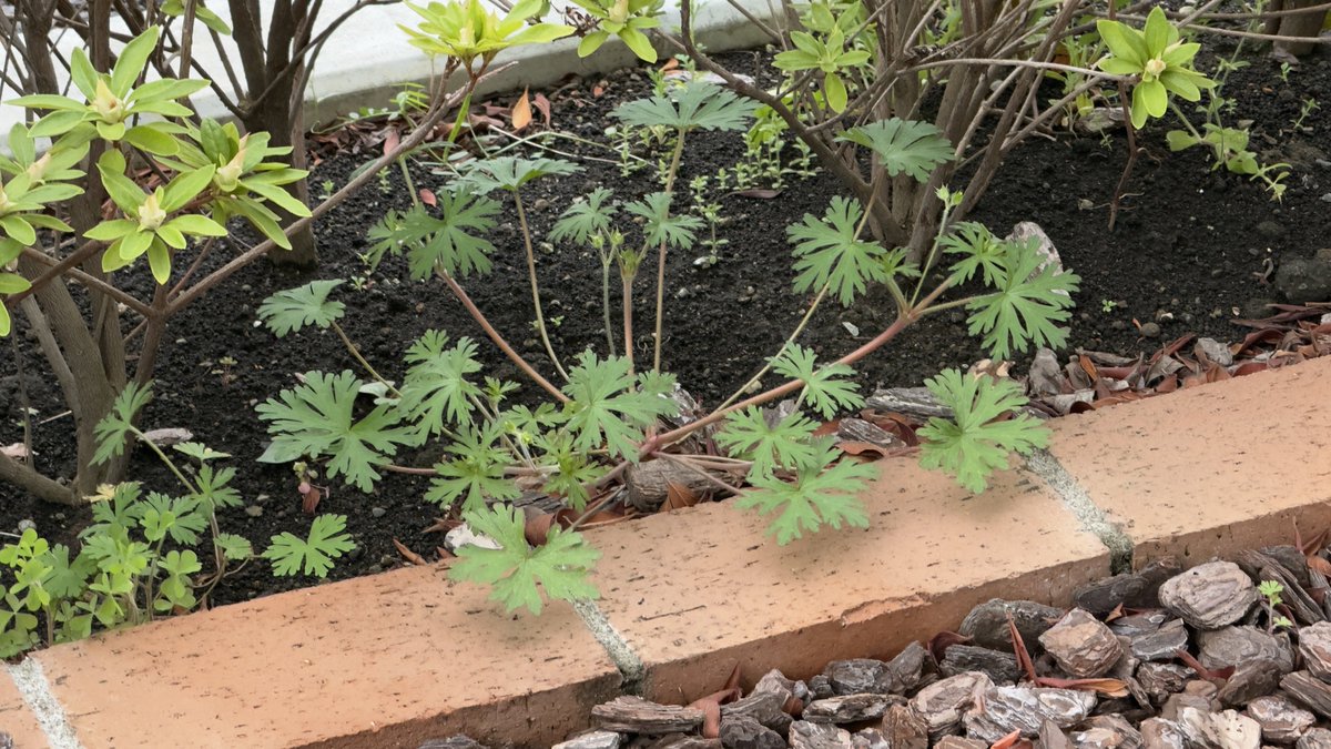 ［ﾁｬﾝﾐ］🌸 tweet media