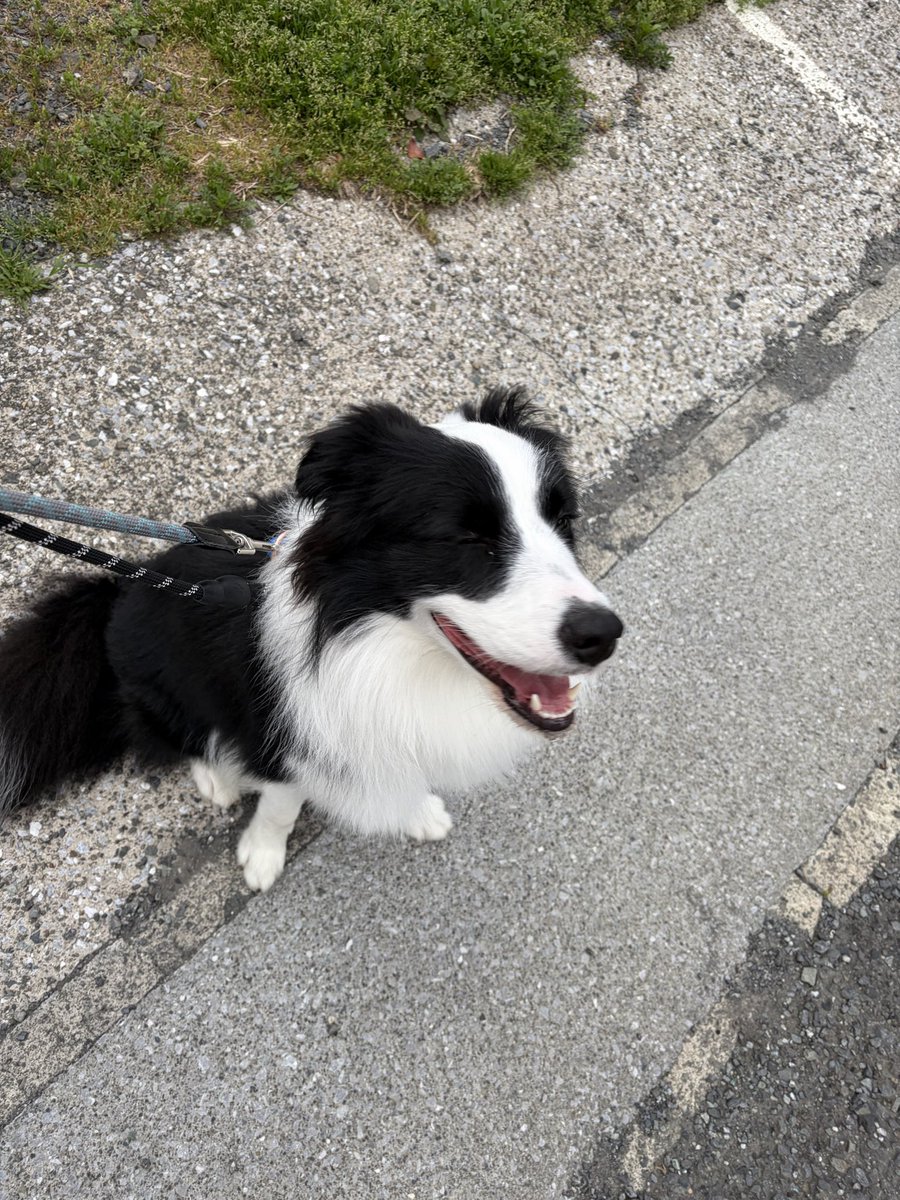 ボーダーコリーのセン tweet media