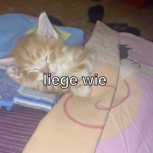 Aurelia 🗯️ tweet media