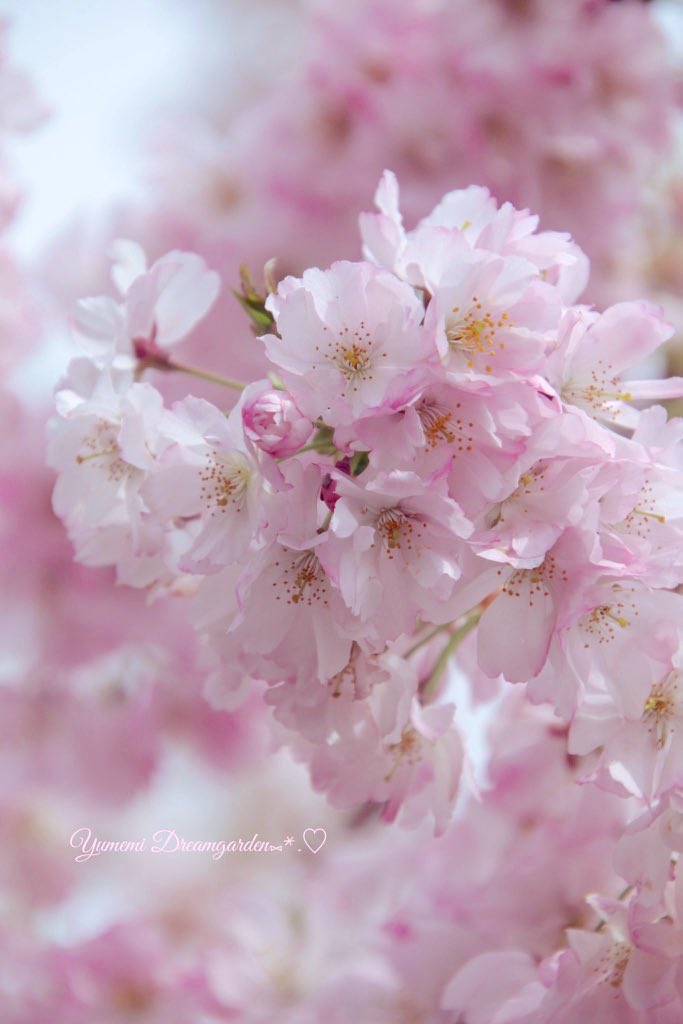 可愛い八重桜🌸

🌸.｡.:*:.｡.🌸.｡.:*:.｡.🌸.｡.:*:.｡🌸
#TLをお花でいっぱいにしよう