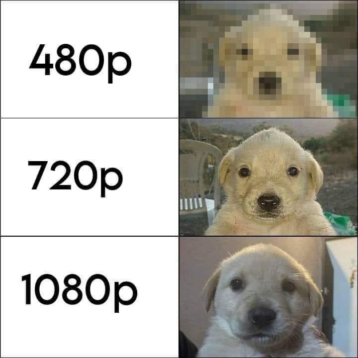 everything dogs 🐶 tweet media