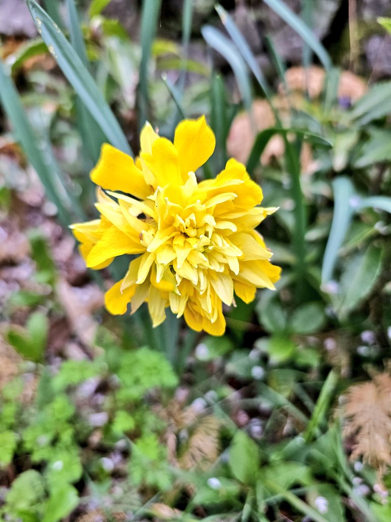 光丸山 法輪寺【公式】 tweet media