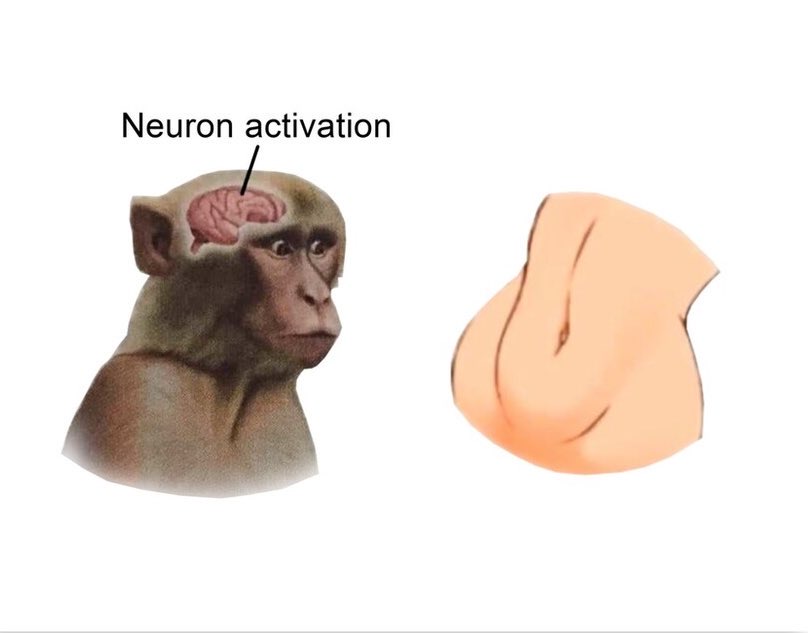 Polak Capybara tweet media