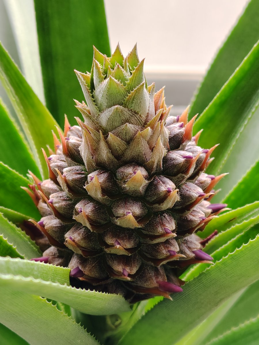 ぷーまま tweet media