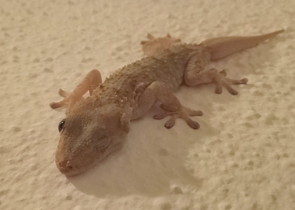 Don Maízo tweet media