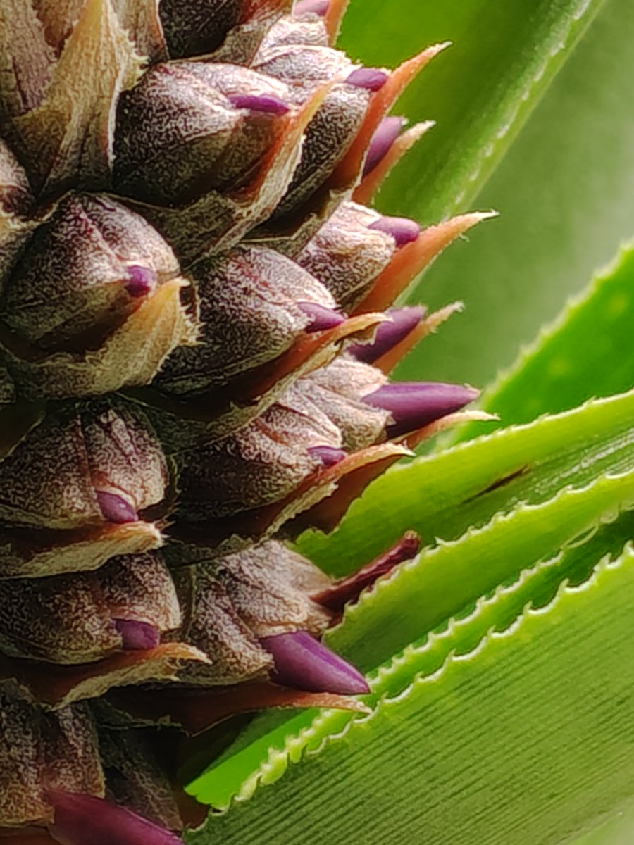 ぷーまま tweet media