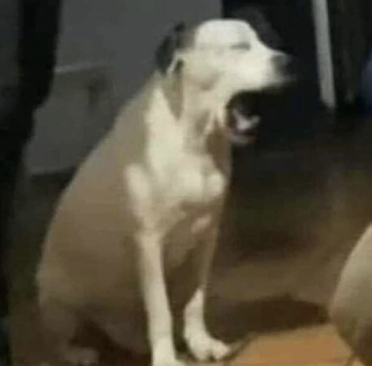 cigarro sabor shane hollander tweet media