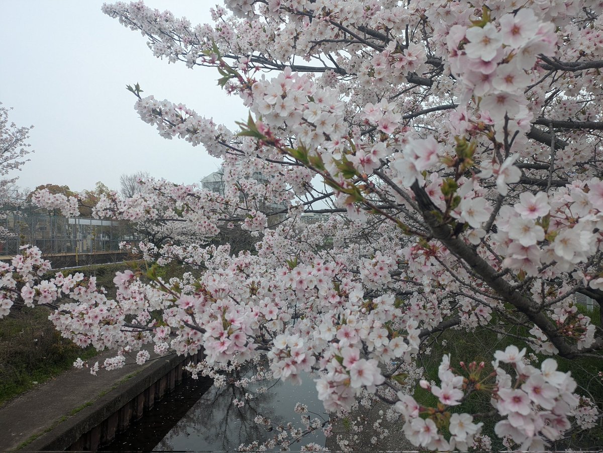 雑談好きのヒイロ🎗\(´ω｀)/🎶UBI賛成! tweet media