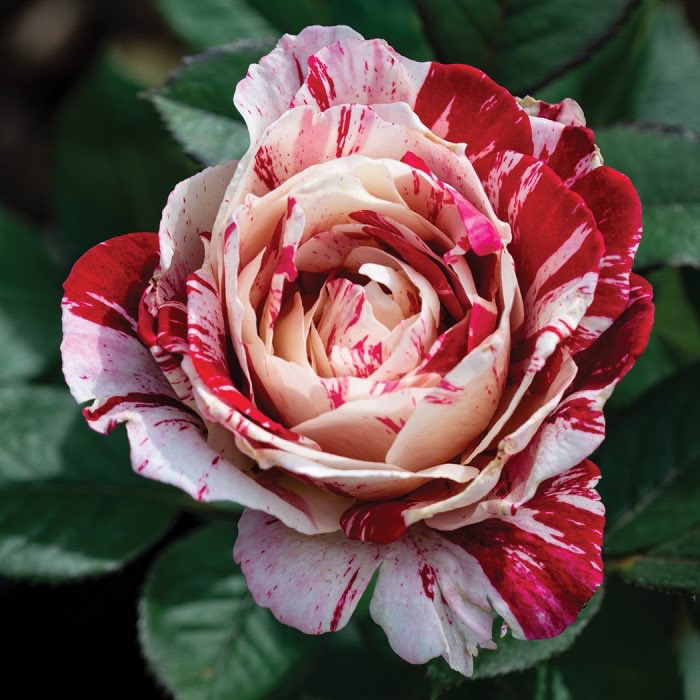 Believed Roses still can’t believe Scentimental roses are real