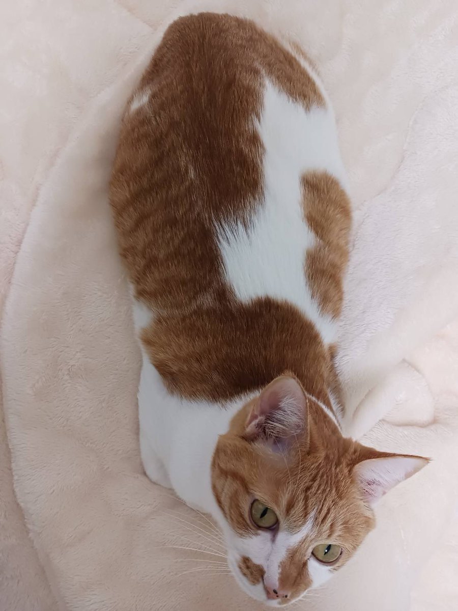 @agohachikun tweet media