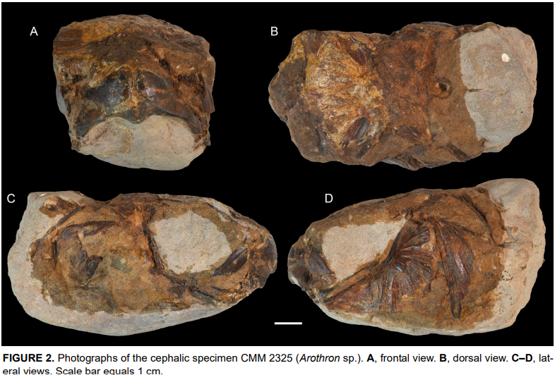 Palaeontologia Electronica tweet media