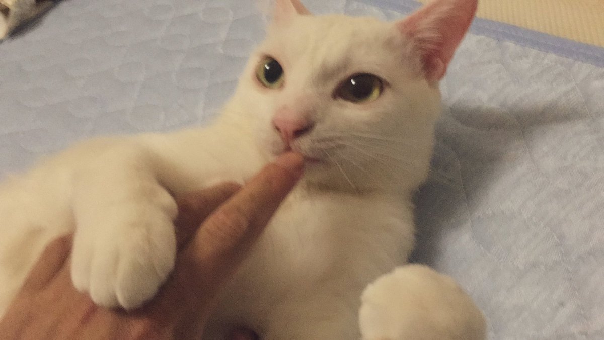 ねこかます tweet media