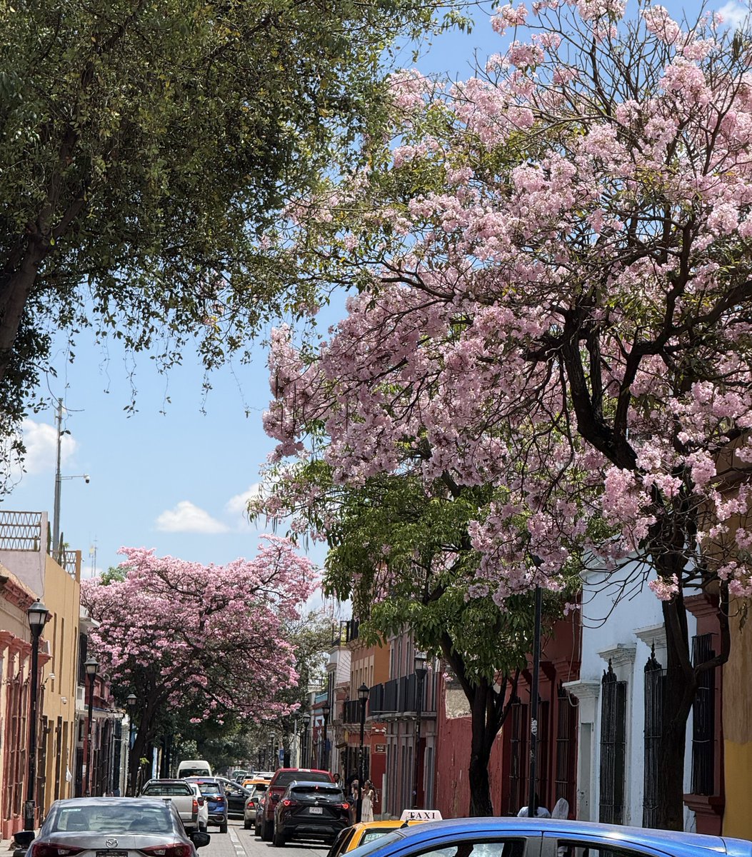 ✨🦁 Mirai 🦁 ✨ tweet media