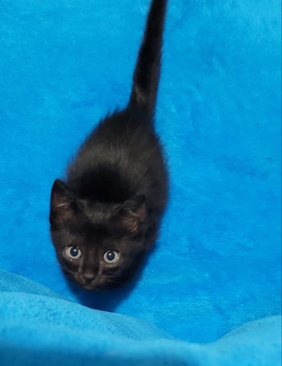 Black cats are not bad luck (@visualscat) on Twitter photo 