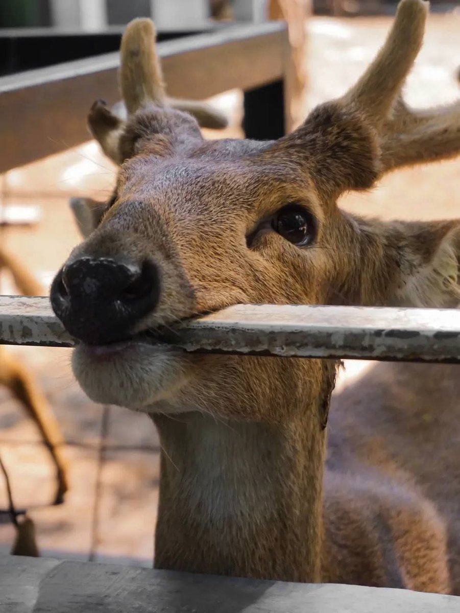 Deerposts tweet media