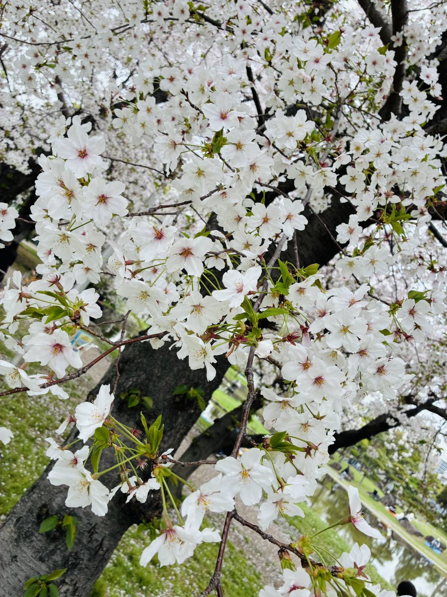 ∞Mi estas 亜矢子∞ tweet media