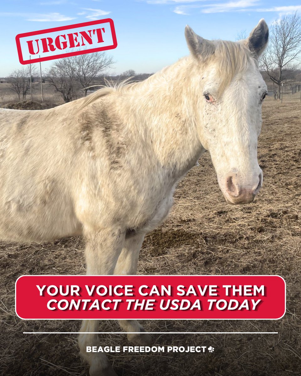 Take action TODAY to save these horses! ‼️

Contact the USDA and demand that the horses spared from WSU's killing lab be released to BFP’s sanctuary—not killed or redirected.

Their fate is still uncertain.

Act now: bfp.org/stop-wsu/#take… 🔔