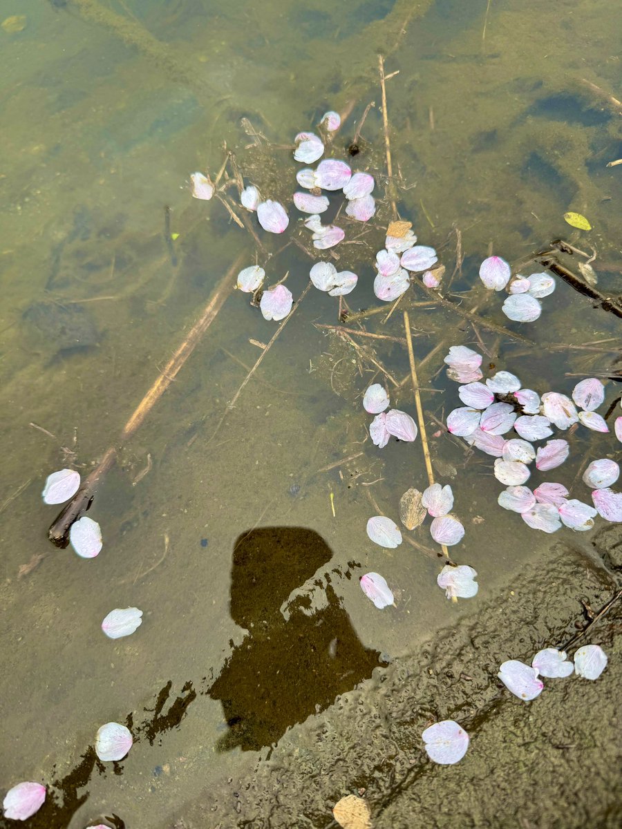 こも@ 𝕍𝔼𝕃𝕍𝔼𝕋𝔼ℝ☺︎︎𝟡𝟡𝟡.𝟡 tweet media