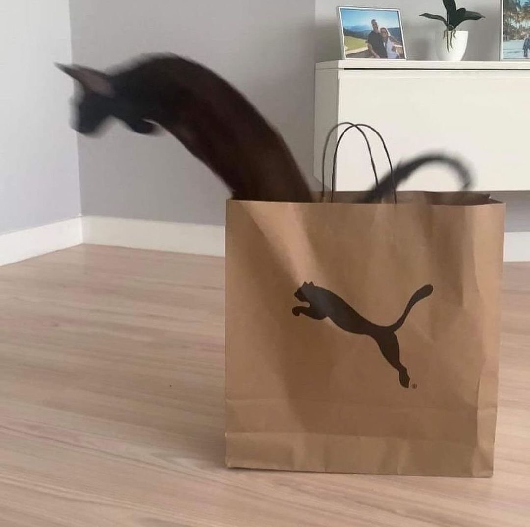 Shtreetwear tweet media