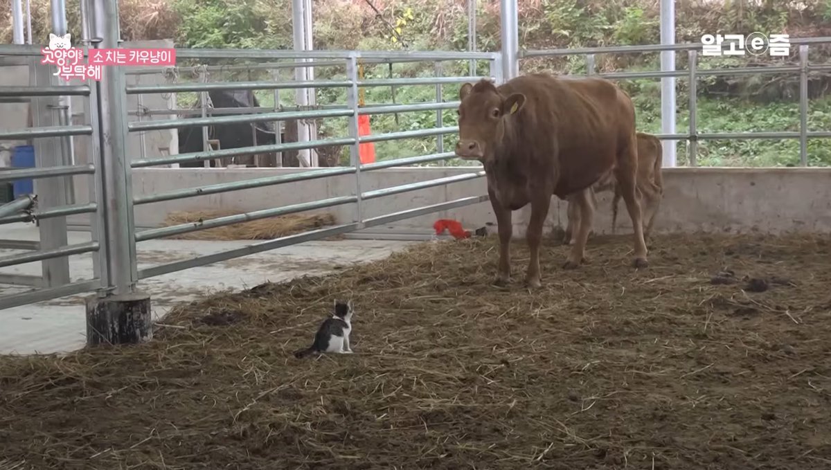 핫토리 준식(폰헌터) tweet media