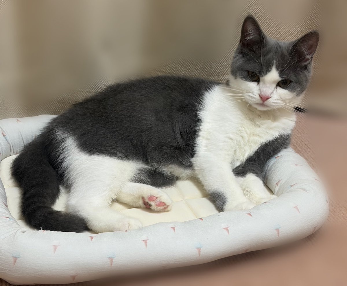 マンチカンのゆーが🐈‍⬛おる🐈 tweet media