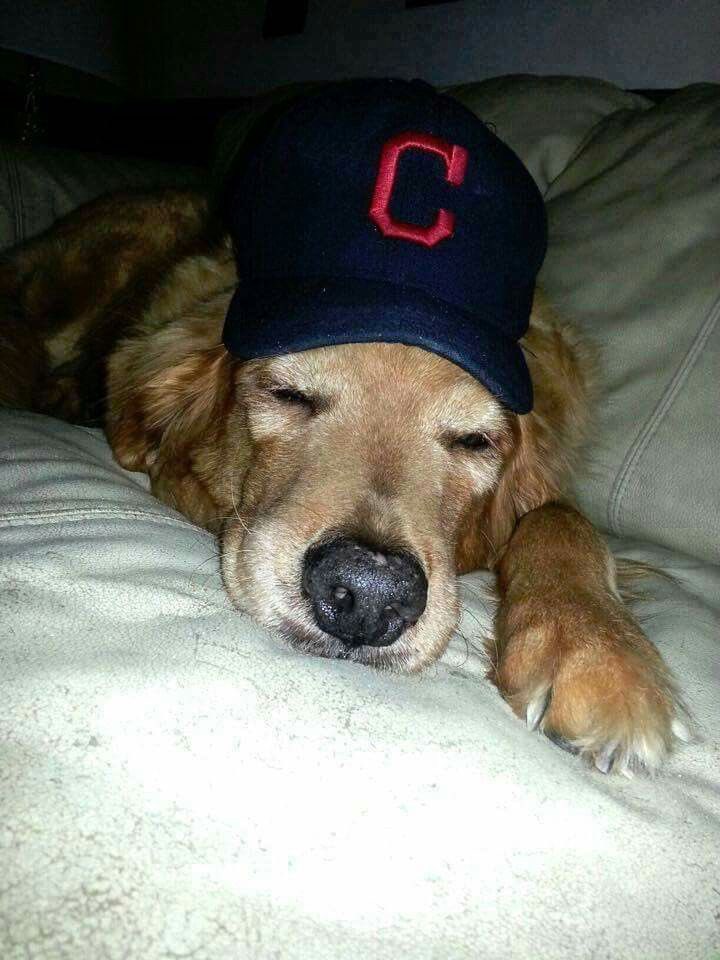 dogsinbaseball's tweet photo. Goodnight https://t.co/frLTWCwoZF