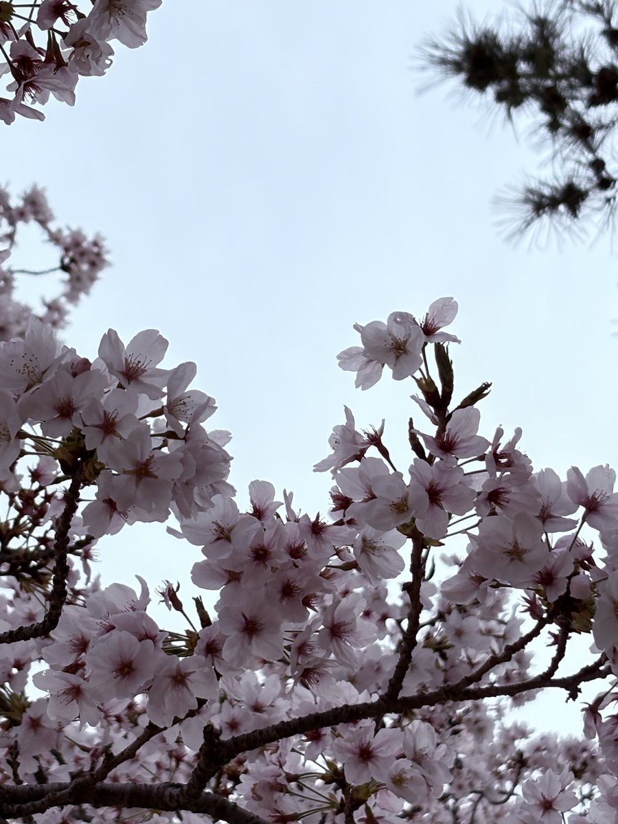 ＊Sanako＊ tweet media