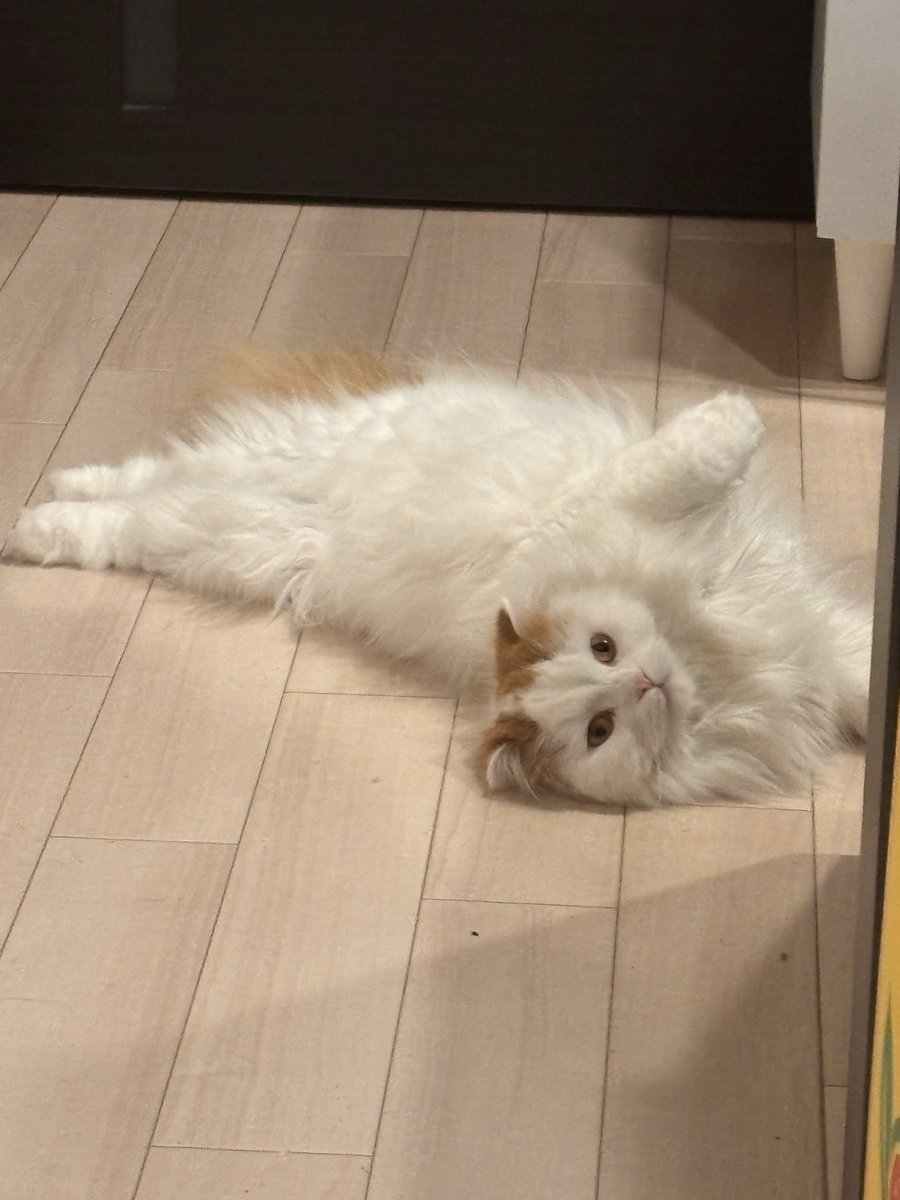 BLACK🐈 tweet media