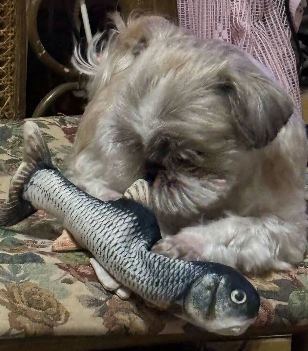 茶々丸🐶😁✨ tweet media