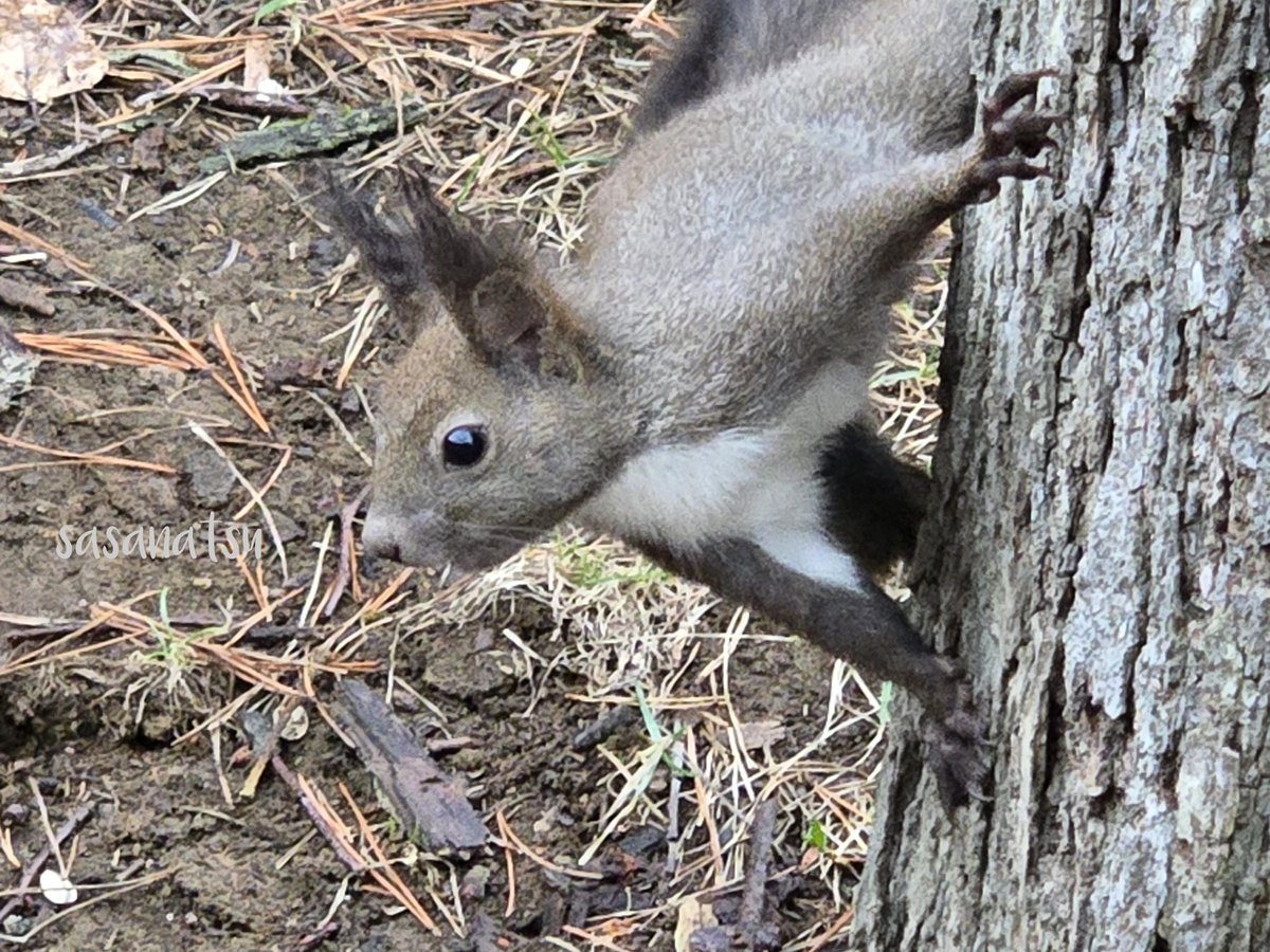 ささなつ tweet media