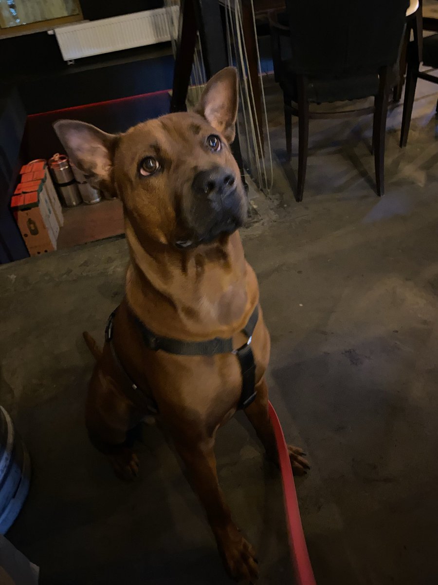 зефірык tweet media