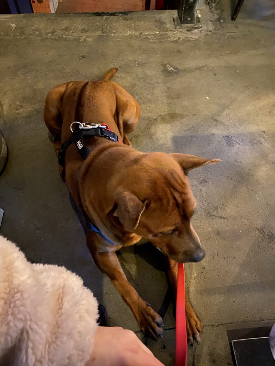 зефірык tweet media