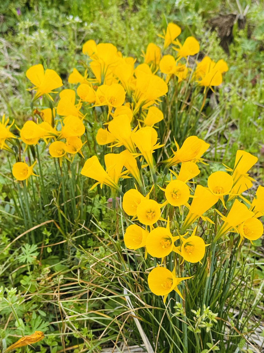 ☆人形遣いLUNEの独り言☆ tweet media