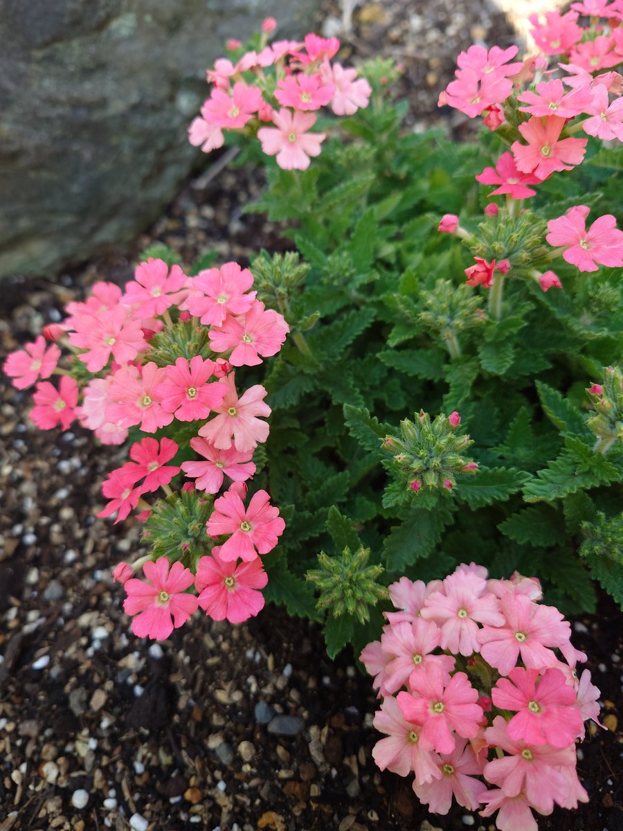 SR109SSS's tweet photo. 室内で冬越しをしたバーベナを地植えにしたところ、またたく間に開花しました💮💮💮 https://t.co/OqgJn4JFbX