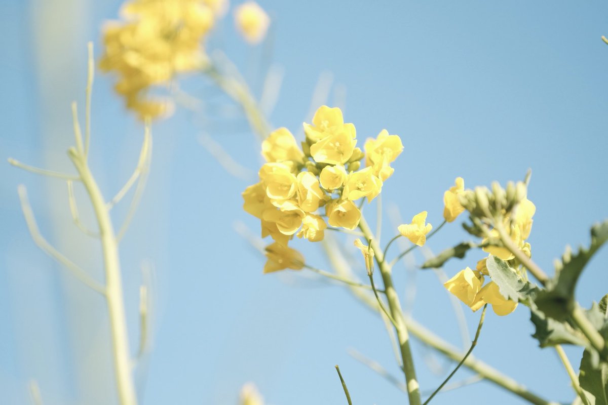 春希 📷 花 tweet media