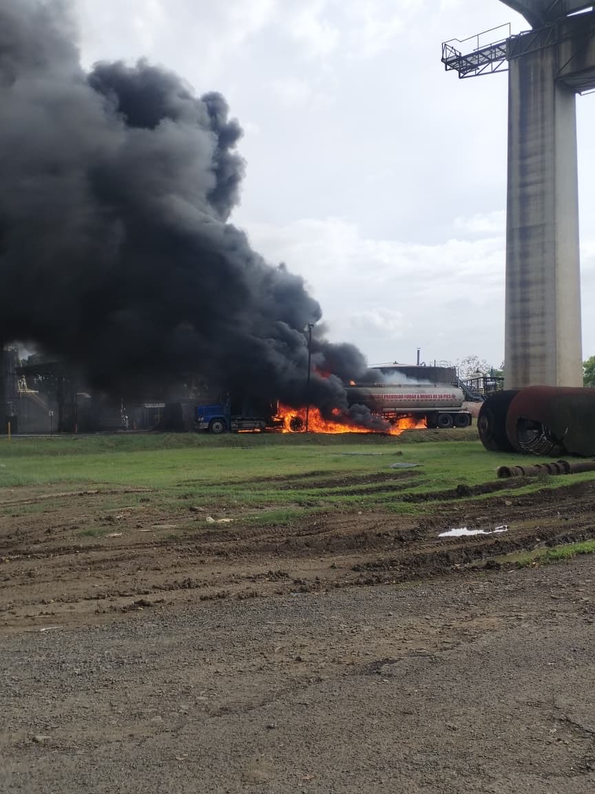 El Loro De Panamá Es Verde tweet media