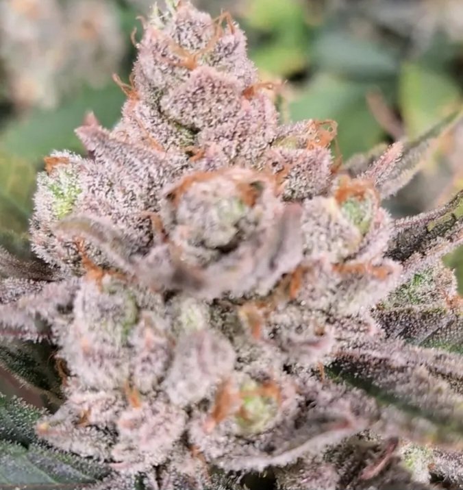 Jinxproof Genetics tweet media