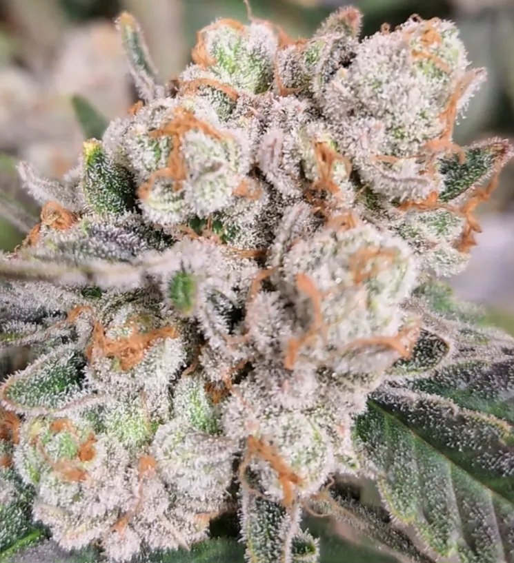 Jinxproof Genetics tweet media