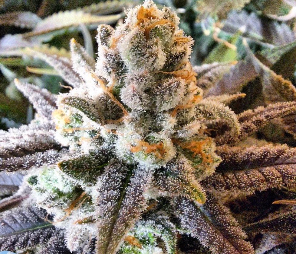 Jinxproof Genetics tweet media