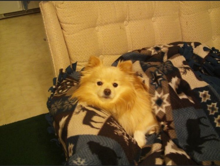 Akirale Torimaki (明レ 鳥巻 | アキラレ トリマキ) tweet media