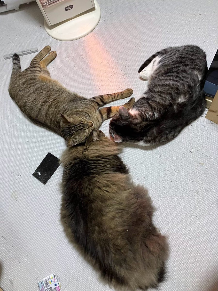 ナオ🔴🛌🌃🌹 tweet media