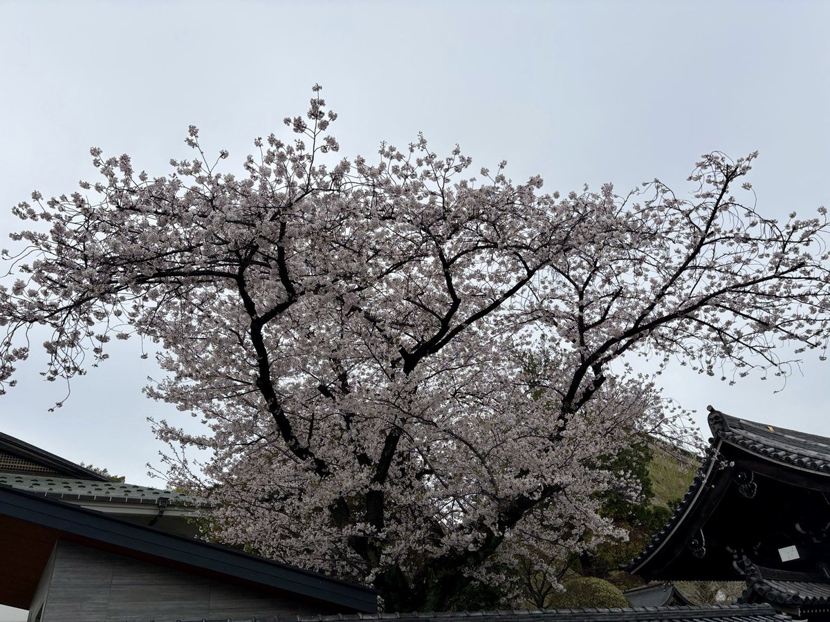 ホッパー tweet media