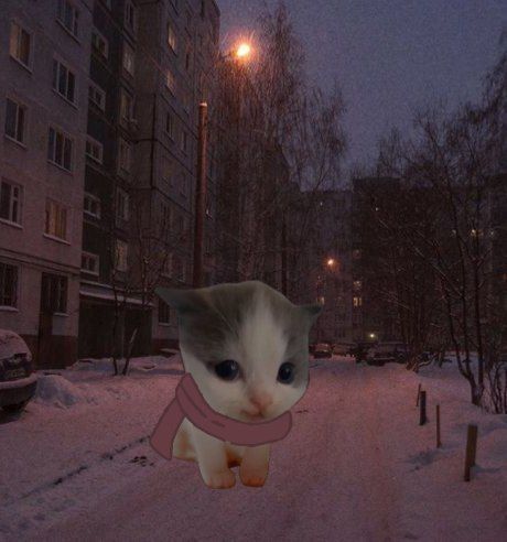 フィジ tweet media