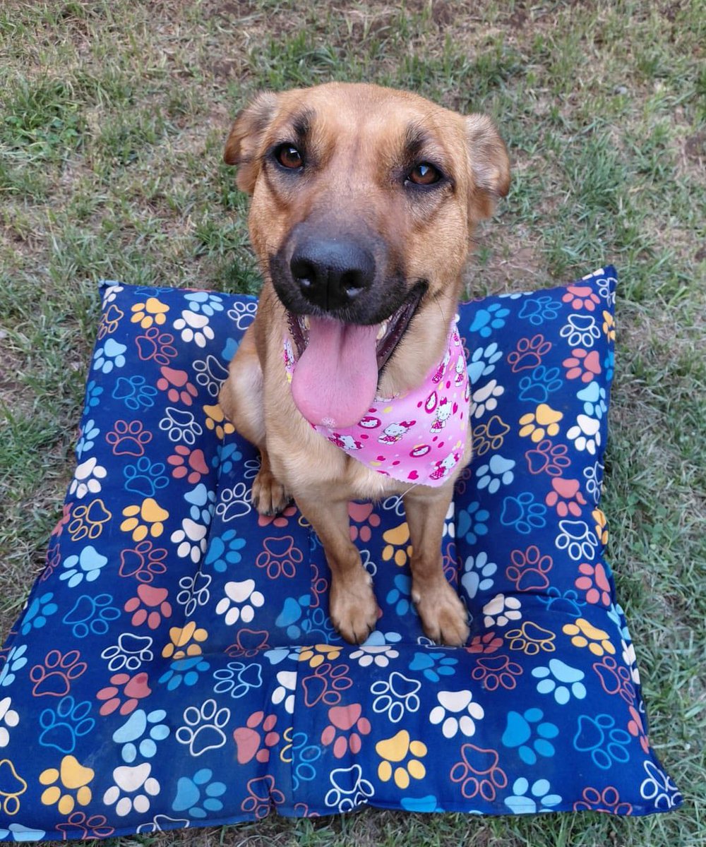 eltuitdemarsh's tweet photo. Mila, de entre 12 y 18 meses, en adopción responsable. Es de tamaño mediano. Se encuentra esterilizada, vacunada y desparasitada. Es muy dulce y cariñosa. Juguetona con otros perros y también con niños. Si deseas darle un hogar , comunícate al +56949170868. Favor RT!
#Santiago https://t.co/iQnQtOux2r