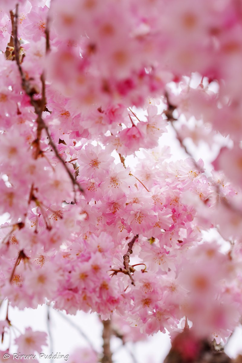 りるる tweet media