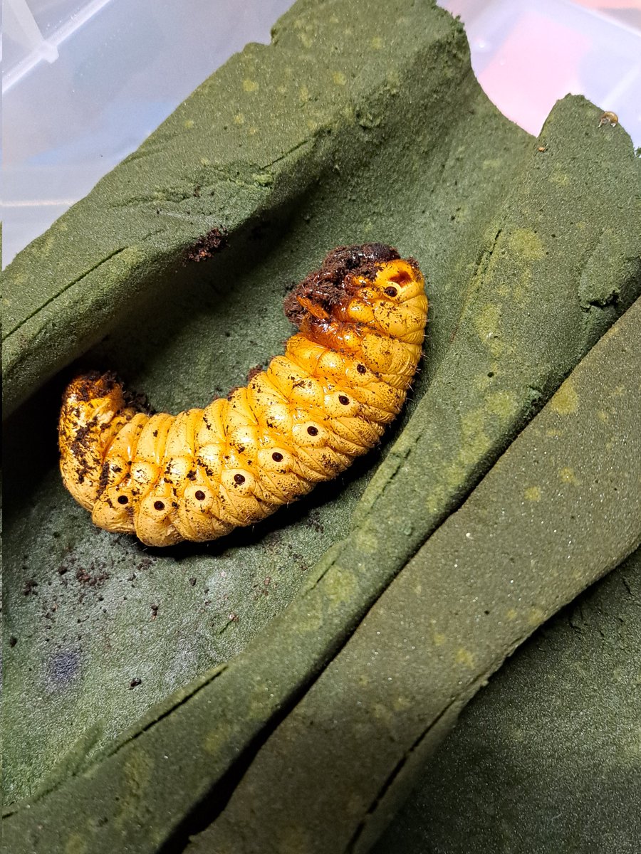 くりさん tweet media