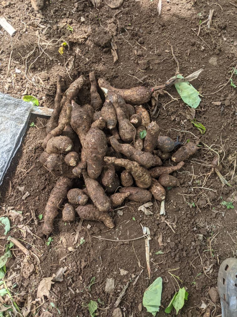 AghenFrank 🇨🇲 tweet media