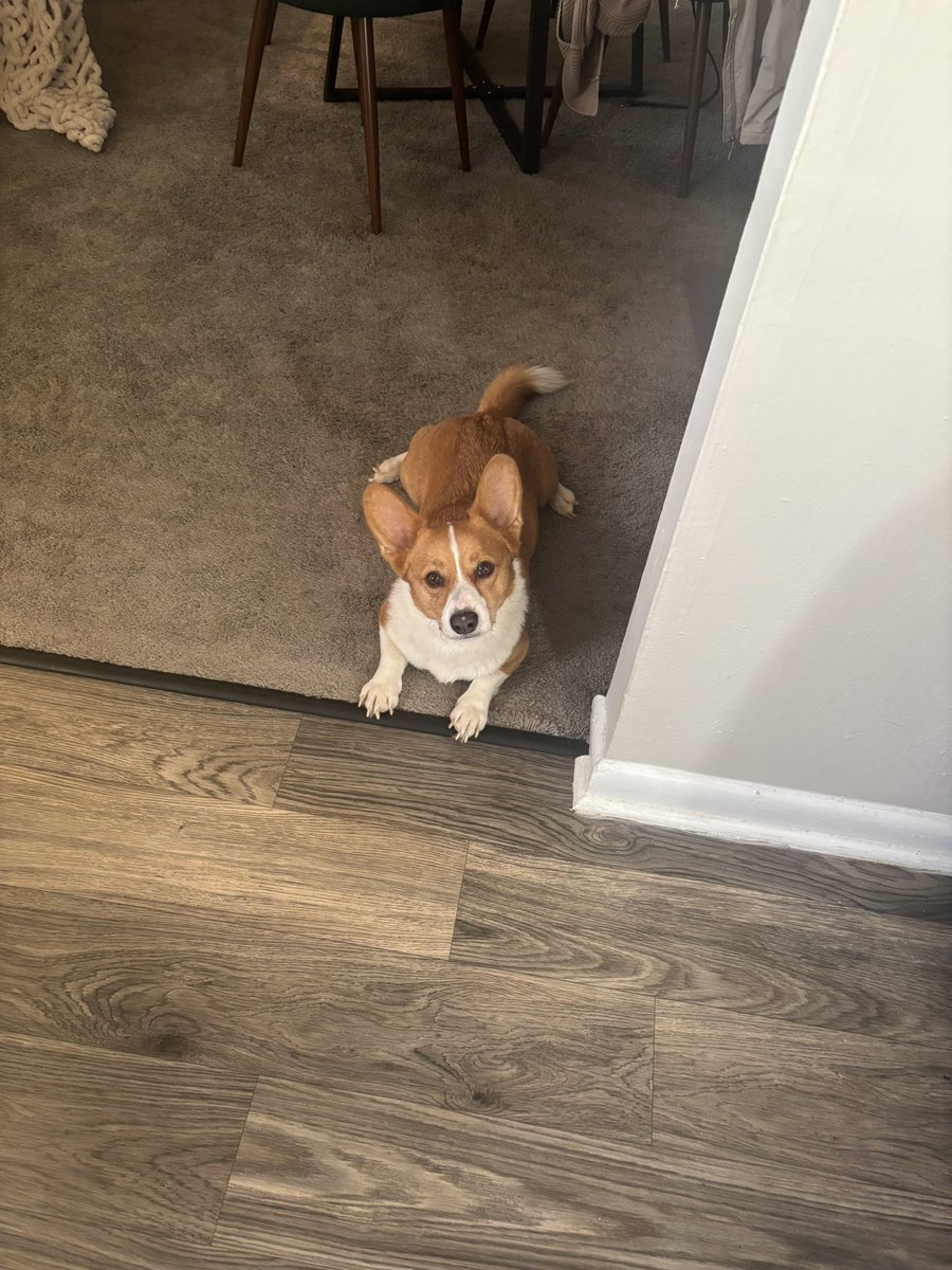 _____julesss's tweet photo. Omg????? #sploot https://t.co/J1maJf69Zz