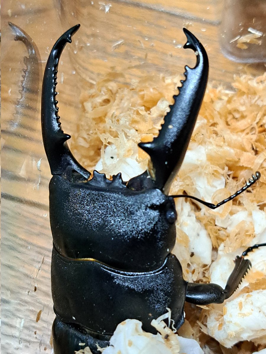 くりさん tweet media