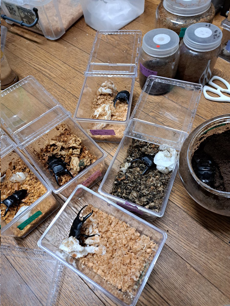 くりさん tweet media